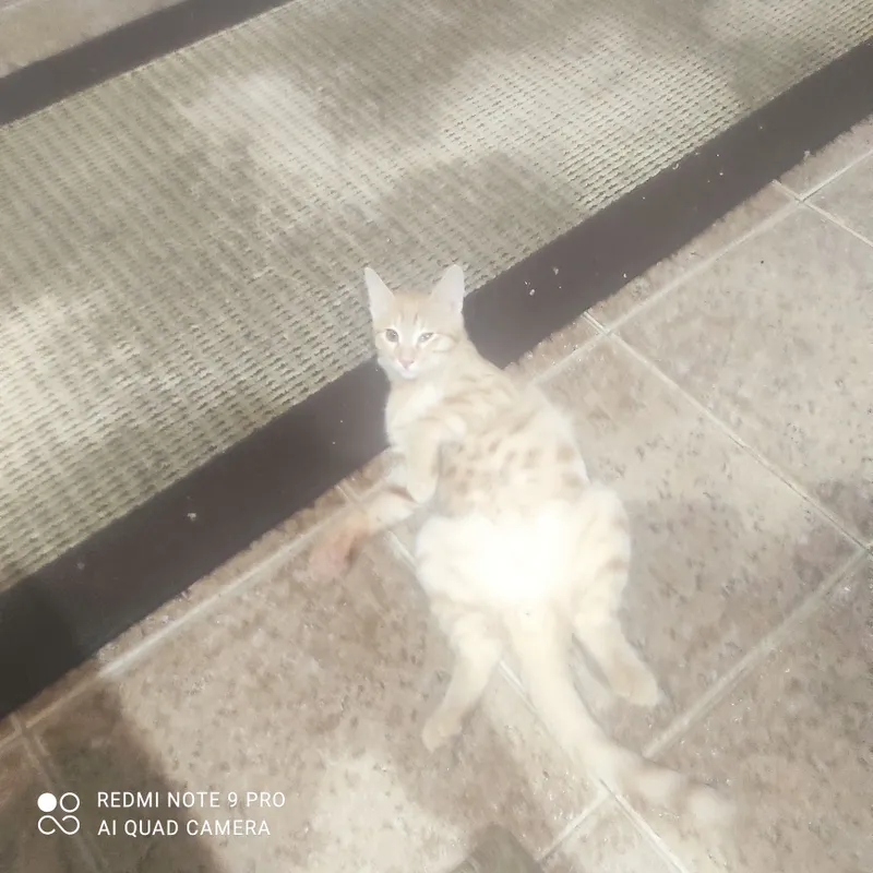 Отдам котенка в добрыйе руки 2
