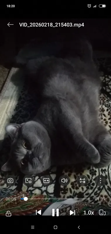 скотиш страйт шотландский 2