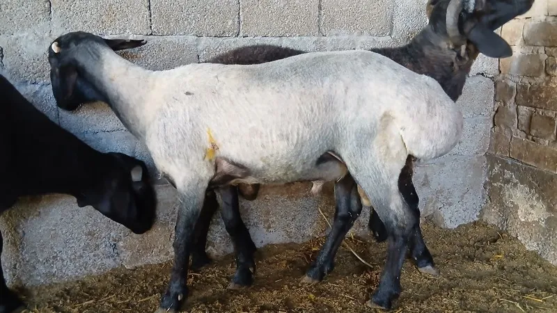 3 ta qoʻchqor sotiladi 5