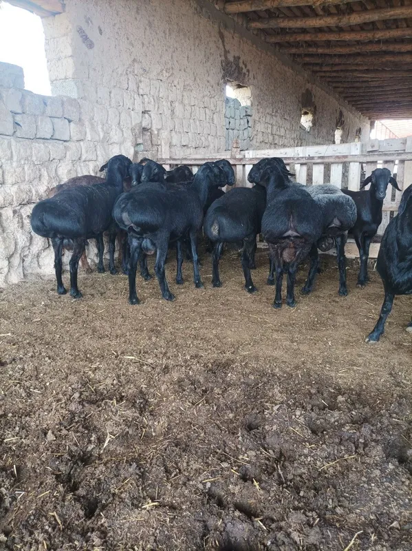 Quchqorla sotiladi semiz qulogʻlari butun — фото 3