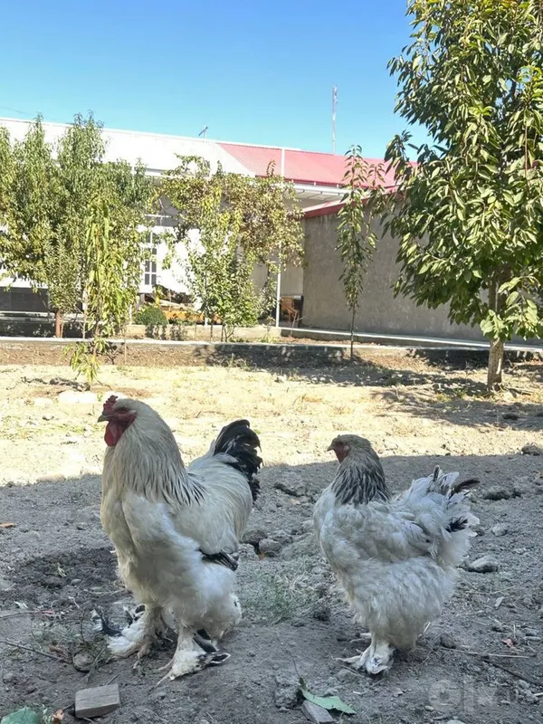 Продаются куры породы брама 4 Продаются куры породы брама 4