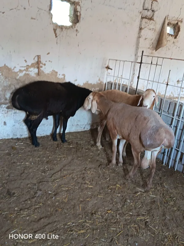 Qochqorla sotiladi 2 Qochqorla sotiladi 2