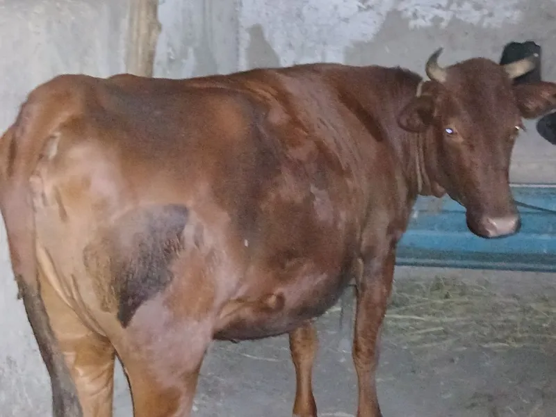 Qora mol 7 oydan buyon boqilgan ho'kiz va g'unojin 5