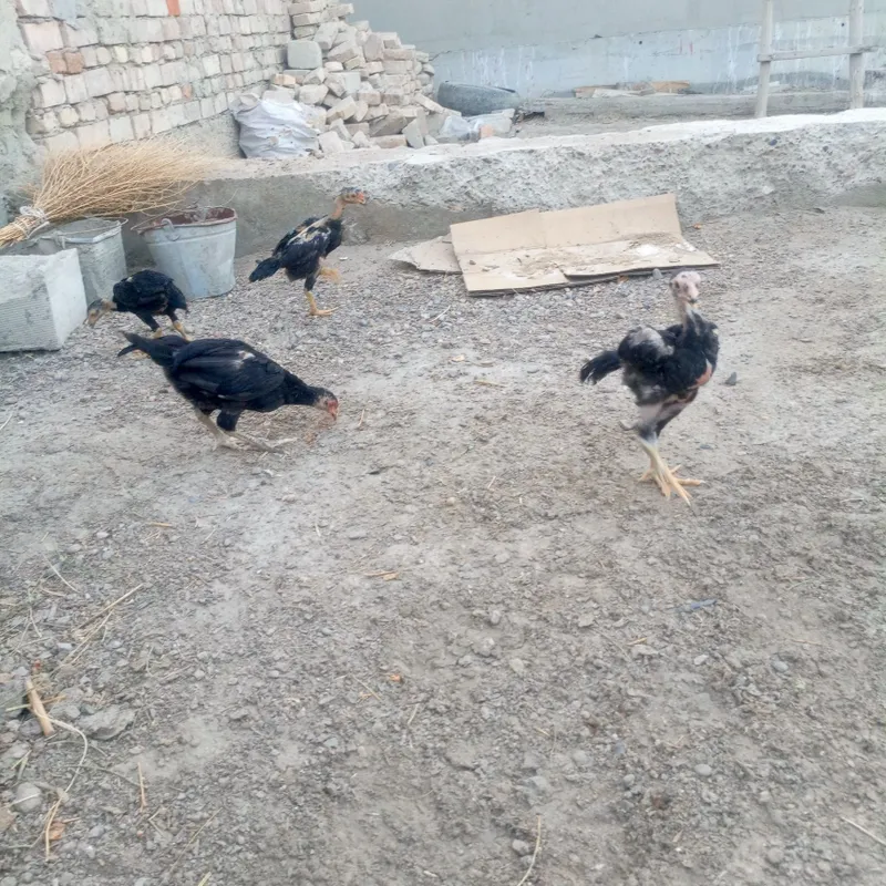 Kulangi. Jujalar 6