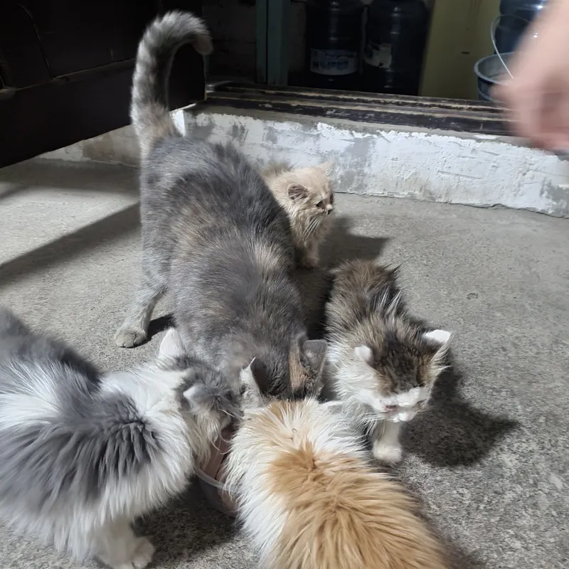 Породистая кошка шиншилла 2