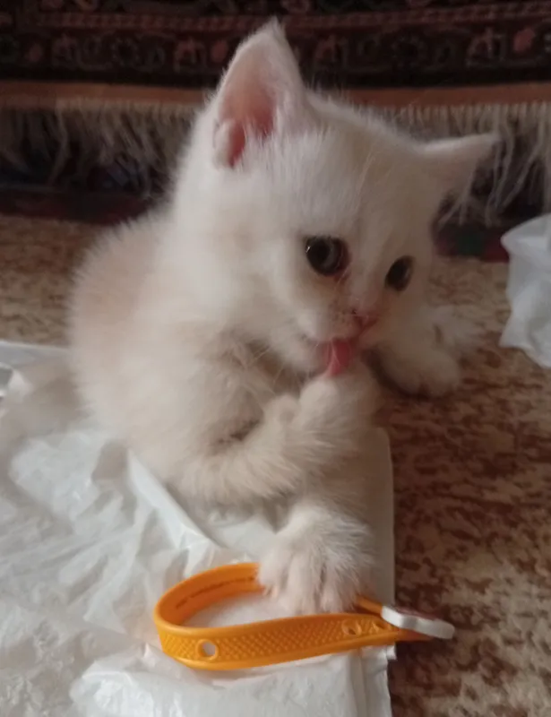 Британские котята.Акция!За двоих 700.000! — фото 7