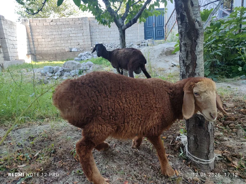 Она бола куй биринчи корин — фото 4