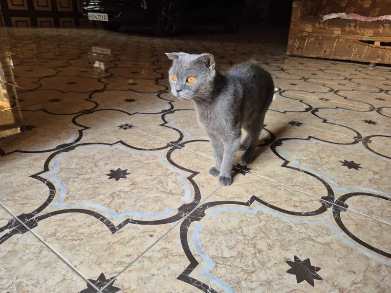 Scottish fold qiz bola 1 Scottish fold qiz bola 1