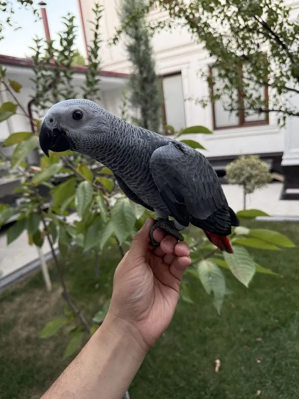 Продаю Jako Жако 2 Продаю Jako Жако 2