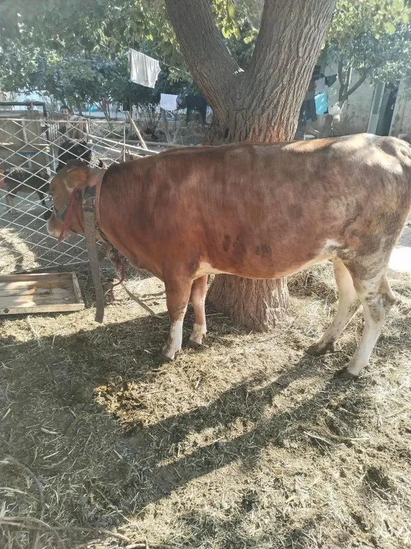 G'unojin sotiladi qochgan 1 G'unojin sotiladi qochgan 1
