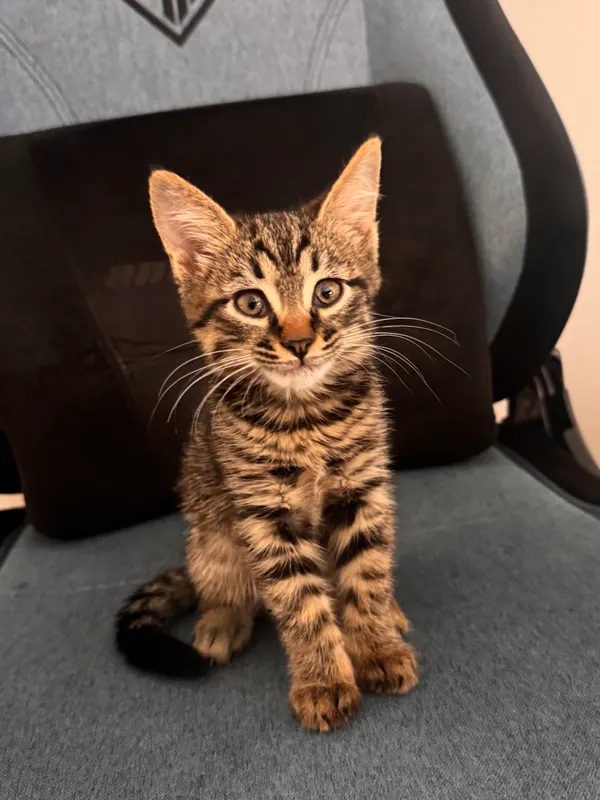 СРОЧНО Котик ищет дом — фото 1