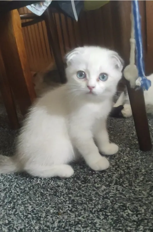 котенок продается — фото 1