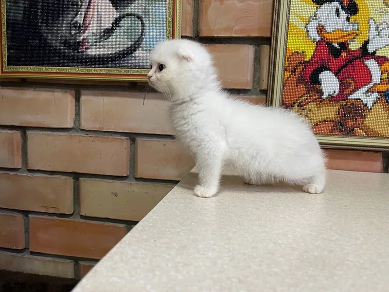 Котята скотиш страйт и фолд — фото 1