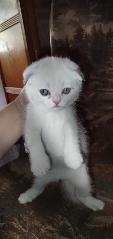 котенок продается
