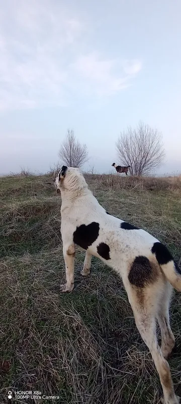 Алабай сотилади тоза кон — фото 2