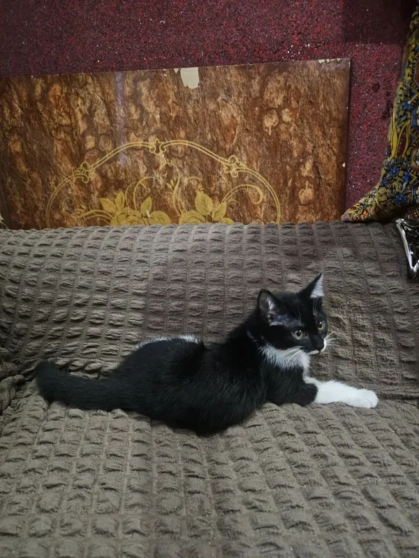 Отдам в хорошие руки котёнка, прирученный к лотку. — фото 2