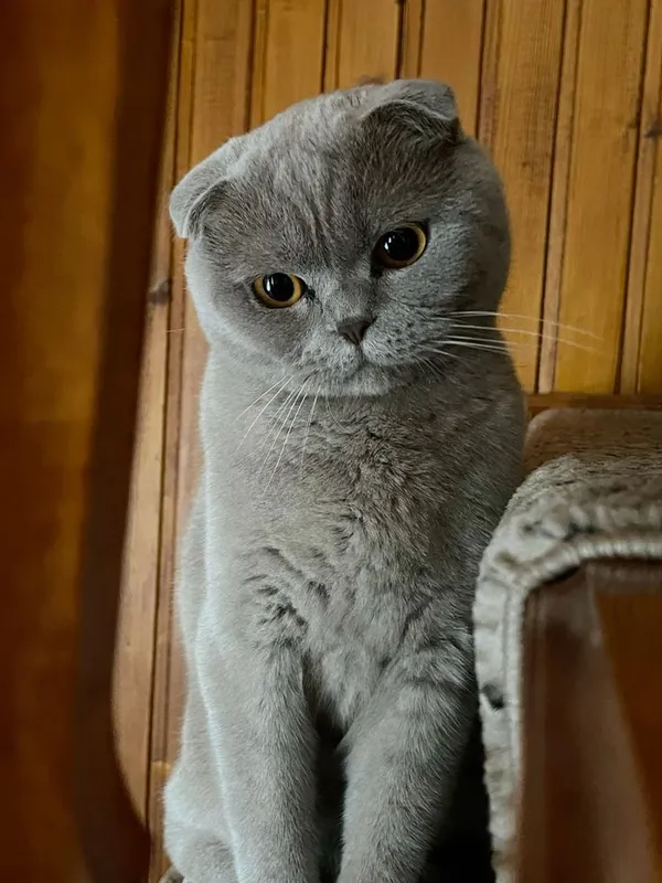 Scottish fold 4 Scottish fold 4
