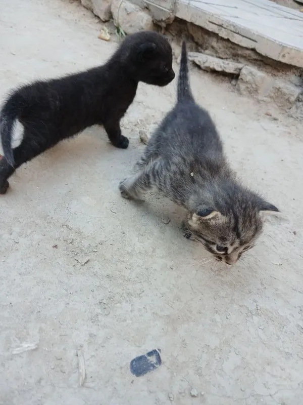 Котята милые маленькие 3 Котята милые маленькие 3
