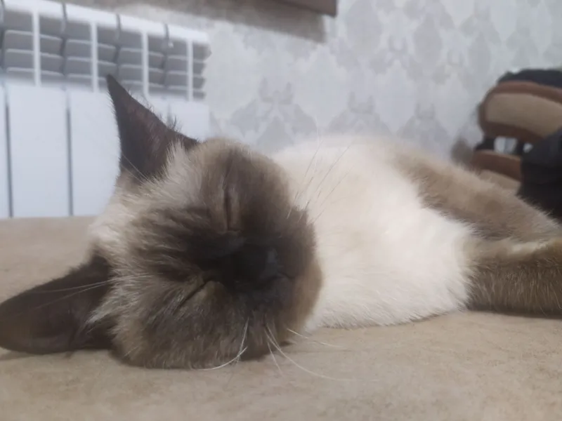 Кошка 6 Кошка 6
