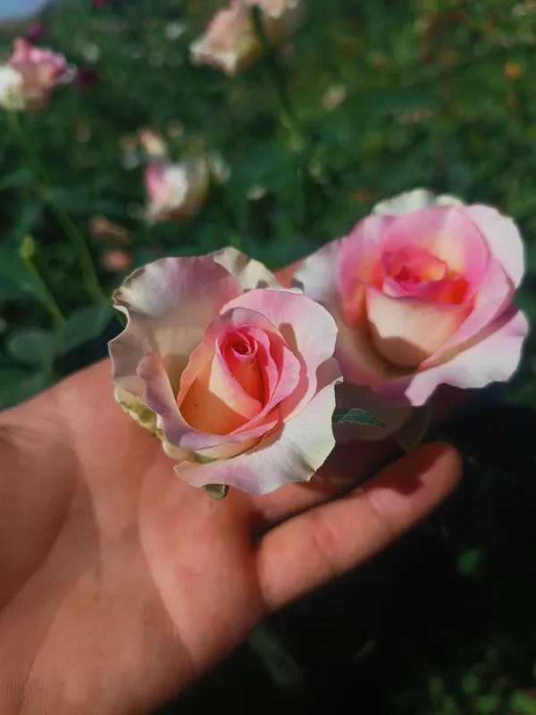 Atirgul ko'chatllari sotamiz har xil sortllaridan — фото 1