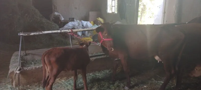 Mollar sotiladi kafolati bilan 8 Mollar sotiladi kafolati bilan 8
