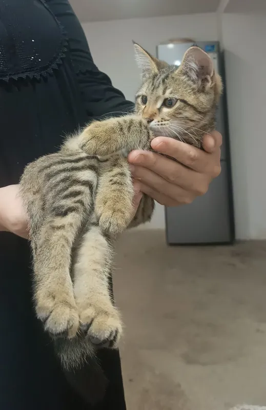 Отдам котёнок в хорошие руки 1 Отдам котёнок в хорошие руки 1