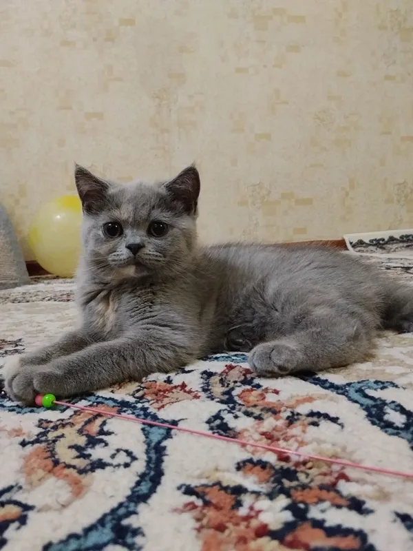 Британские котята 1 Британские котята 1
