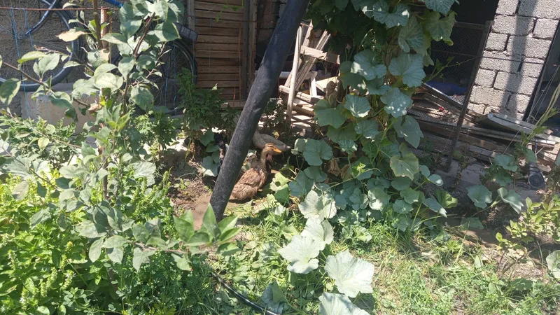 O'rdaklar sotiladi 3 O'rdaklar sotiladi 3