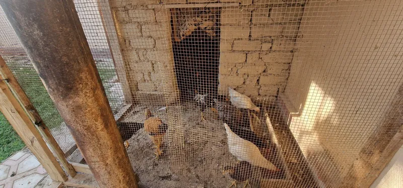 Jaydari tovuq xo'rozlar 4 Jaydari tovuq xo'rozlar 4