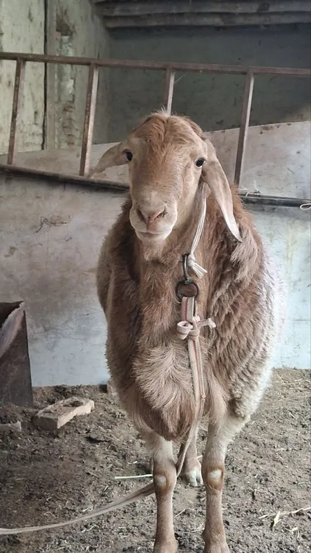 Продаётся баран 4 Продаётся баран 4