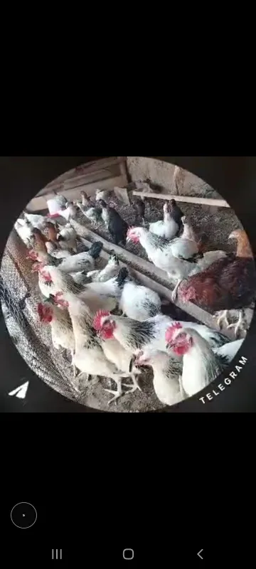 Adler jojalari sotladi 4 yarim oylik