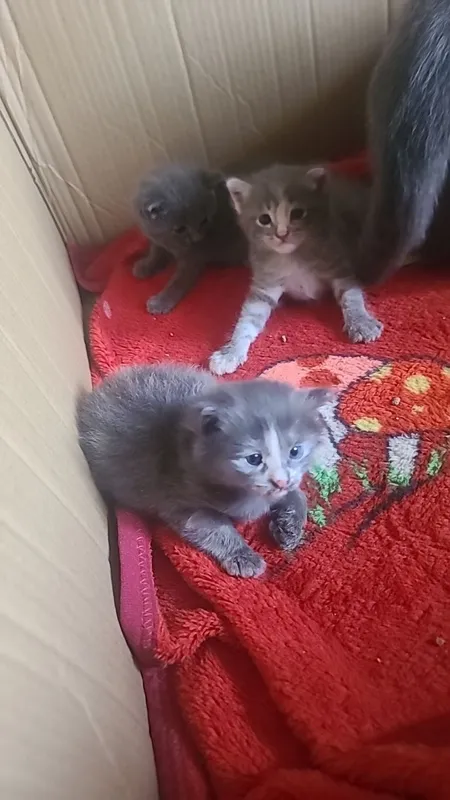 Uy mushuk zodli latoni biladi 2 oyli 3