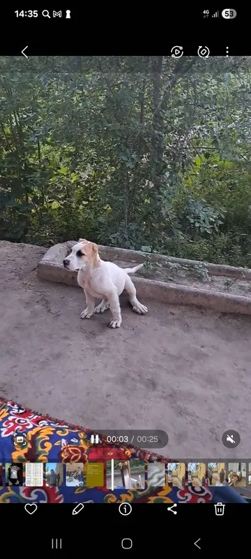 Kuchuk sotiladi chopon it 6 ta barmoqli