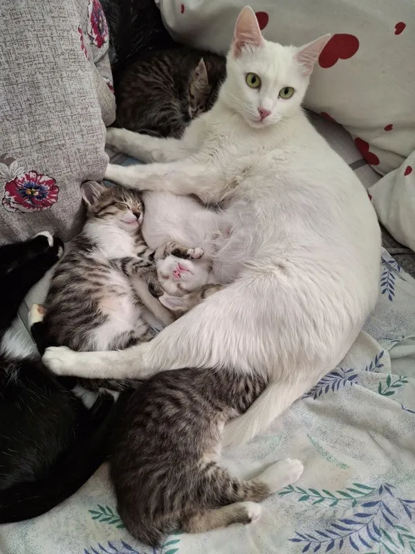 Котята мама Ангорка 2 Котята мама Ангорка 2