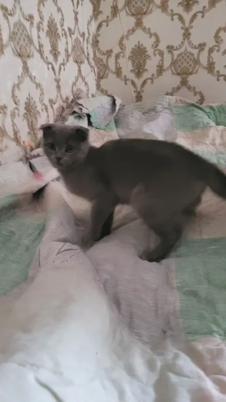 Скотиш фолд,3 мес