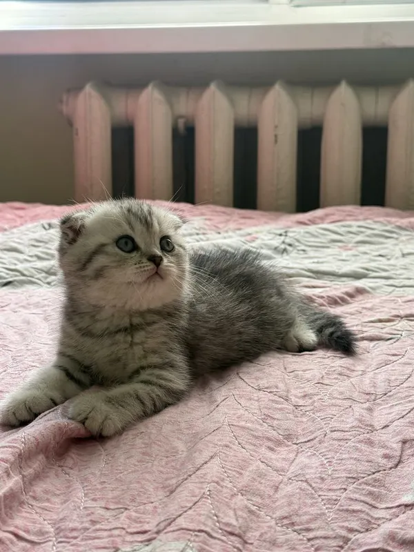 Scottish fold mushukcha Scottish fold mushukcha