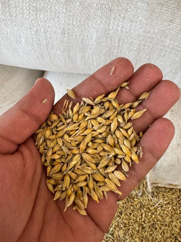 Mesniy arpa Qupqurug Narx 3.700 100tonna bor Qoplangan