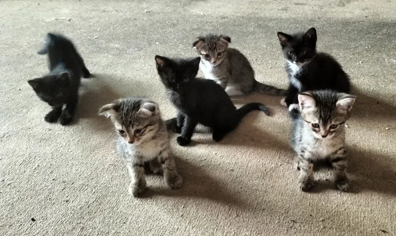 Отдадим котята в хорошие руки — фото 4 Отдадим котята в хорошие руки — фото 4