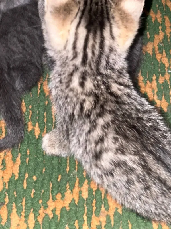 Продаётся котёнки 2