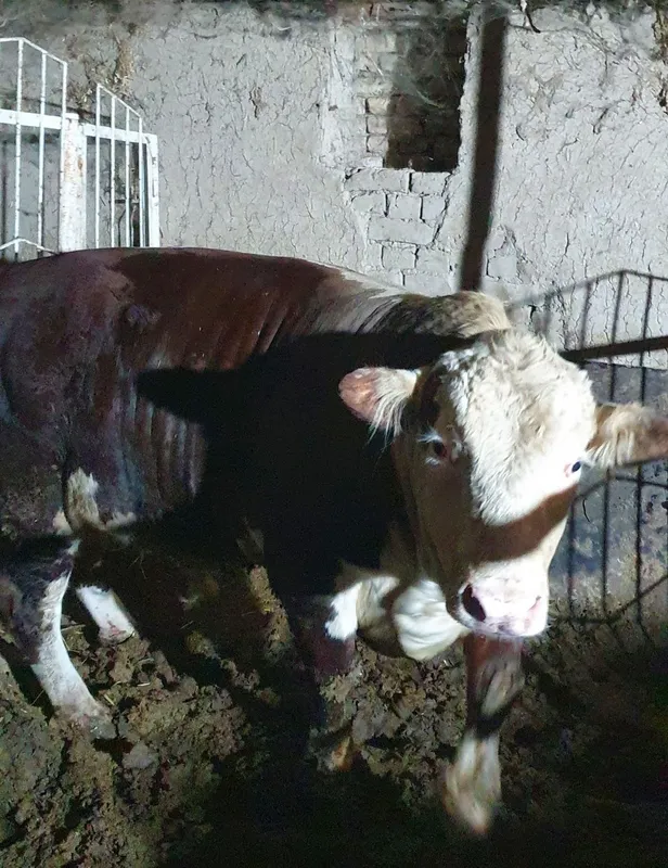 Qurbonlika halol boqilga buqa sotiladi — фото 1