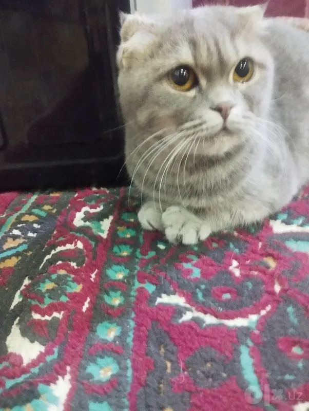 Продаётся домашняя кошка 4 Продаётся домашняя кошка 4