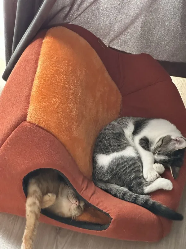 ОТДАЮ котят и их маму, котята на половину шиншила , БЕСПЛАТНО! Bepul! 1 ОТДАЮ котят и их маму, котята на половину шиншила , БЕСПЛАТНО! Bepul! 1