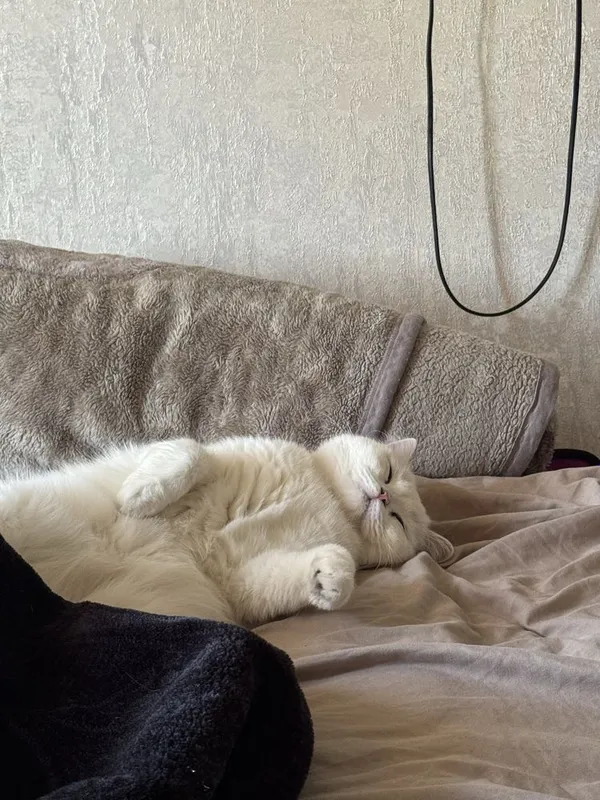Скотиш страйт 1.5 года мальчик. — фото 2