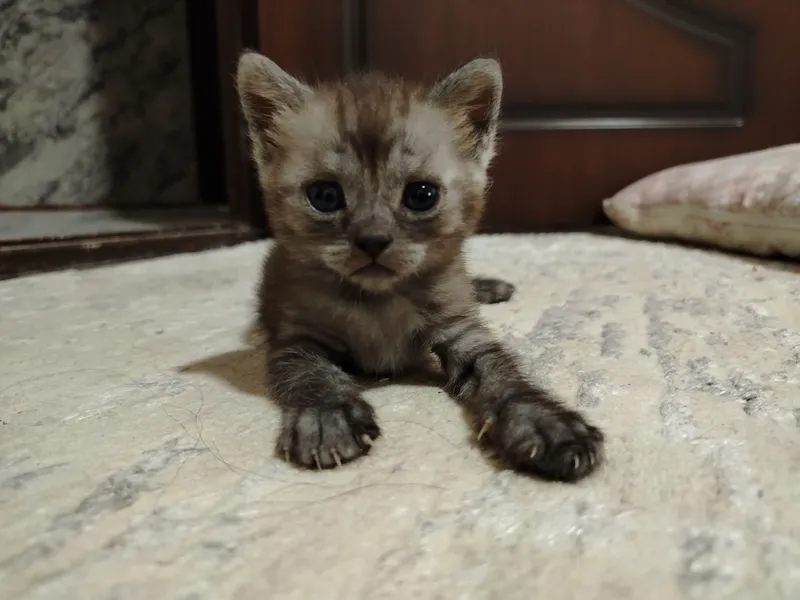 котята — фото 2