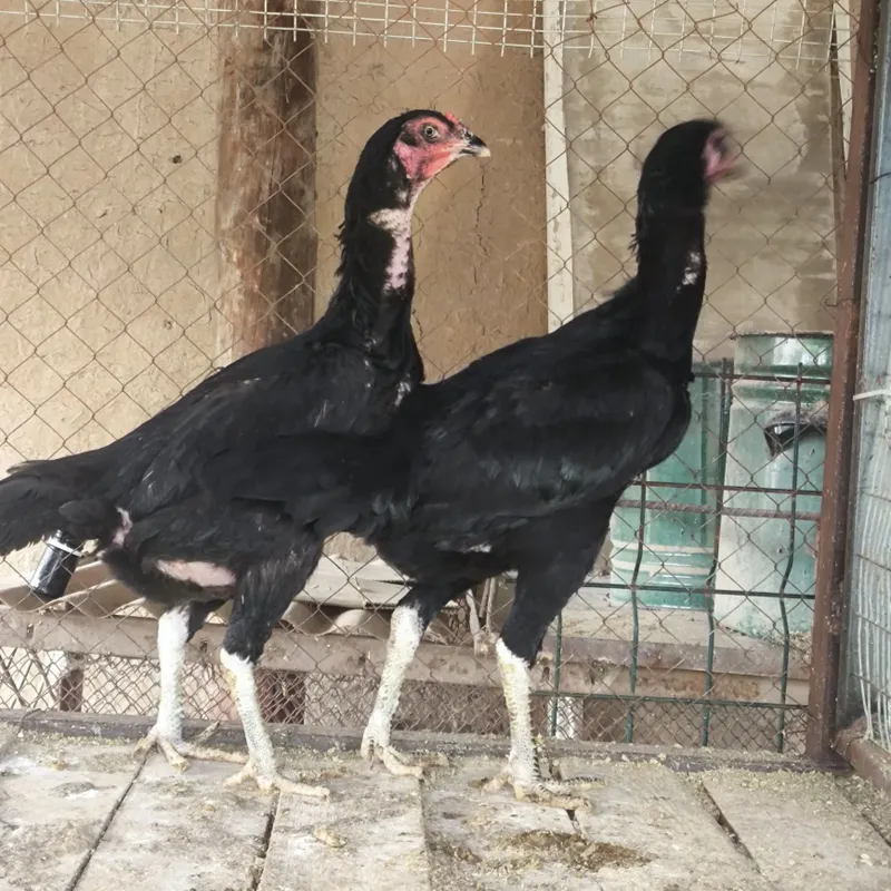 Dakan tovuqlar . 2