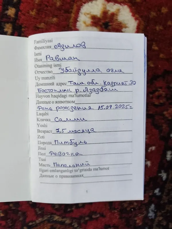 Собака питбуль Срочно продам — фото 4
