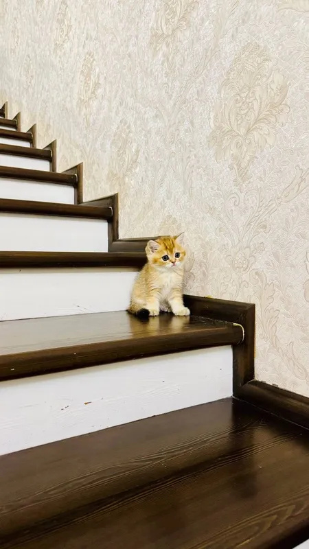 Продаётся чистокровный котята
