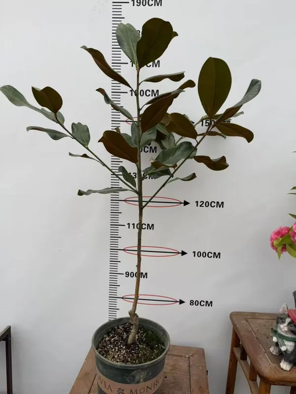 Магнолия грандифлора magnolia graniflora