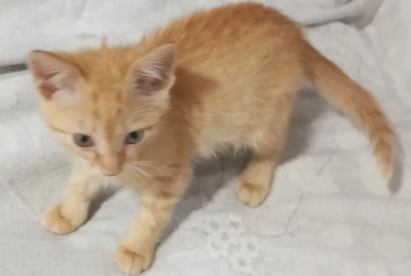 Бесплатно.котенок.рыжий.приучен к лотку 1 Бесплатно.котенок.рыжий.приучен к лотку 1