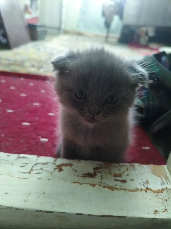 Котята скотиш фолд — фото 1